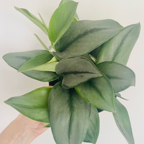 Scindapsus Treubii Moonlight 6" Pot - Picture 5 of 7